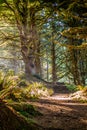 A forest trail with the sun shining through the foliage in Heceta Head Lighthouse State Park Florence, Oregon Royalty Free Stock Photo