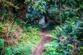 A forest trail with the sun shining through the foliage in Heceta Head Lighthouse State Park Florence, Oregon Royalty Free Stock Photo