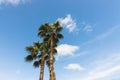 Gorgeous view of green palm tree tops on blue sky and white clouds background. Royalty Free Stock Photo