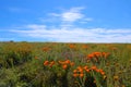 Gorgeous view of the orange and purple wildflowers at the Antelope Valley Poppy fields