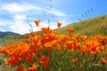 Gorgeous view of the orange and purple wildflowers at the Antelope Valley Poppy fields