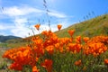 Gorgeous view of the orange and purple wildflowers at the Antelope Valley Poppy fields