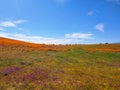 Gorgeous view of the orange and purple wildflowers at the Antelope Valley Poppy fields