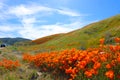 Gorgeous view of the orange and purple wildflowers at the Antelope Valley Poppy fields