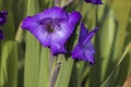 Gorgeous view of purple gladiolus flower isolated on green leaves background with rain water drops. Royalty Free Stock Photo