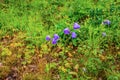 Gorgeous view of purple summer flowers making their way through green grass. Royalty Free Stock Photo