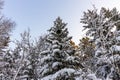 Gorgeous view of snow covered  tree top on blue sky background. Beautiful winter scape view Royalty Free Stock Photo