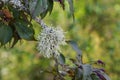 Gorgeous view of tree branch covered with blue silver moss and new dark green leaves at the same time. Royalty Free Stock Photo