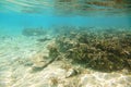 Gorgeous view of underwater world. Dead coral reefs, sea grass , white sand and turquoise water. Indian Ocean Royalty Free Stock Photo