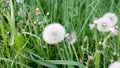 Gorgeous view of white dandelion swaying and flying away with windflaw.