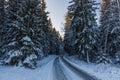 Gorgeous view of winter nature landscape. Gorgeous nature backgrounds. Snowy trees in winter and road.
