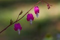 Gorgeous vine of Bleeding Heart Flowers in a garden Royalty Free Stock Photo