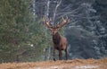 Gorgeous Viripotent Deer Cervus Elaphus Leaves The Pine Forest, Proudly Raising His Head. Artistic Winter Wildlife Landscape W