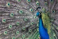 Gorgeous vivid peacock portrait Royalty Free Stock Photo