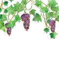 Gorgeous watercolor painting of branches of burgundy grapes, isolated on white background.