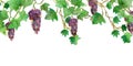 Gorgeous watercolor painting of branches of burgundy grapes, isolated on white background.