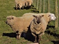 Gorgeous Well Cared For Sheep @Crookham, Northumberland, England