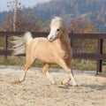 Gorgeous welsh mountain pony running in autumn Royalty Free Stock Photo