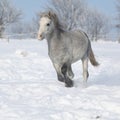 Gorgeous welsh mountain pony running in winter Royalty Free Stock Photo