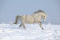 Gorgeous welsh mountain pony running in winter Royalty Free Stock Photo