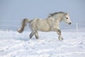 Gorgeous welsh mountain pony running in winter Royalty Free Stock Photo