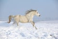 Gorgeous welsh mountain pony running in winter Royalty Free Stock Photo