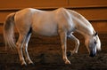 Gorgeous white andalusian spanish stallion, amazing arabian horse. Royalty Free Stock Photo