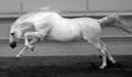 Gorgeous white andalusian spanish stallion, amazing arabian horse.