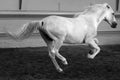 Gorgeous white andalusian spanish stallion, amazing arabian horse.