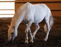 Gorgeous white andalusian spanish stallion, amazing arabian horse. Royalty Free Stock Photo