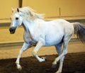 Gorgeous white andalusian spanish stallion, amazing arabian horse.