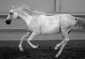 Gorgeous white andalusian spanish stallion, amazing arabian horse.