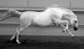 Gorgeous white andalusian spanish stallion, amazing arabian horse. Royalty Free Stock Photo
