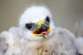 Gorgeous white bird of prey chicks: Rough-legged