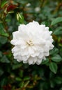 A gorgeous white camelia flower in full bloom Royalty Free Stock Photo