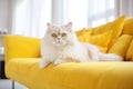 Gorgeous white cat on the cozy yellow sofa