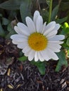 A gorgeous white daisy