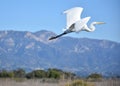 Gorgeous White Egret Flying in Southern California Royalty Free Stock Photo
