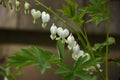 Gorgeous White Flowering Bleeding Heart with Dangling Blossoms Royalty Free Stock Photo