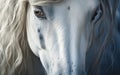 Gorgeous White Horse Up Close\