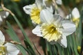 Gorgeous White and Light Yellow Narcissus Flower Royalty Free Stock Photo