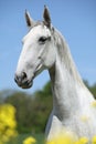 Gorgeous white lipizzaner with yellow flowers