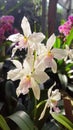 Gorgeous white orchids in full bloom, with intricate petals, displaying their exotic beauty and grace