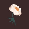 Gorgeous white peony with tender petals vector flat illustration. Romantic blooming flower with bud, stem and leaves