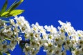 Gorgeous white petals on branch of spiraea flowers, during spring or summer season. Saturated blue sky and beautiful horizontal