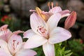 Gorgeous white pink lily blooming in the garden in summer.Flower of oriental lily.Beautiful Lily flower on the Royalty Free Stock Photo