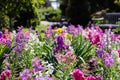 Gorgeous white, pink, yellow and purple flowers in the garden with blue sky and clouds surrounded by lush green trees Royalty Free Stock Photo