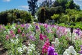 Gorgeous white, pink, yellow and purple flowers in the garden with blue sky and clouds surrounded by lush green trees Royalty Free Stock Photo