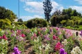 Gorgeous white, pink, yellow and purple flowers in the garden with blue sky and clouds surrounded by lush green trees Royalty Free Stock Photo