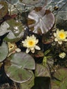 Gorgeous White Pond-lilies in natural bright daylight